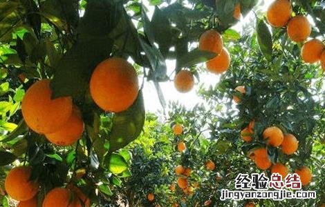 脐橙怎么种植技术 脐橙该怎么种