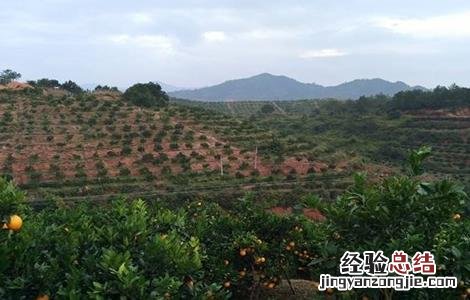 脐橙怎么种植技术 脐橙该怎么种