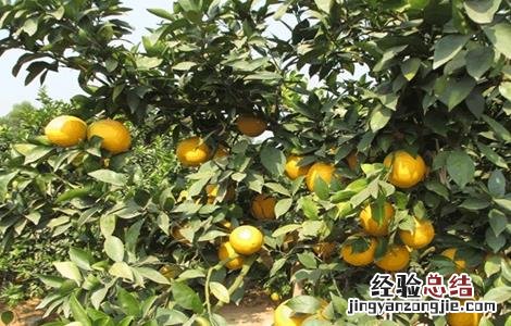 脐橙怎么种植技术 脐橙该怎么种