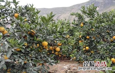 脐橙怎么种植技术 脐橙该怎么种