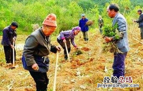 刺梨的种植技术和管理 刺梨的种植技术
