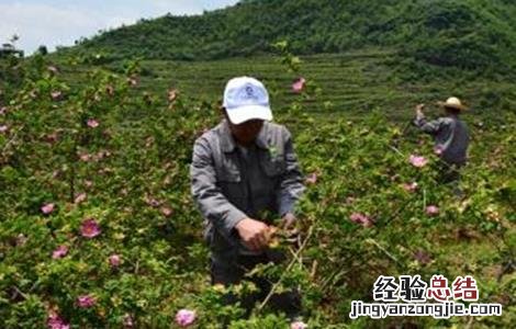 刺梨的种植技术和管理 刺梨的种植技术