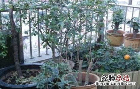 佛手怎么修剪 佛手怎么修剪几年结果
