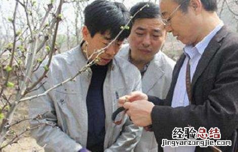 佛手怎么修剪 佛手怎么修剪几年结果