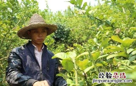 佛手怎么修剪 佛手怎么修剪几年结果