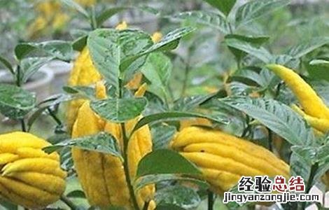 佛手怎么修剪 佛手怎么修剪几年结果