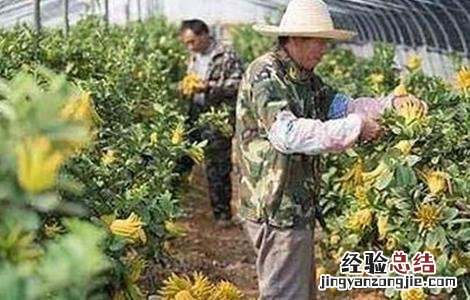 佛手哪个品种好 佛手有哪些优良品种