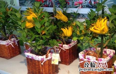 佛手哪个品种好 佛手有哪些优良品种