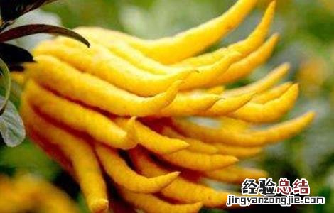 佛手哪个品种好 佛手有哪些优良品种