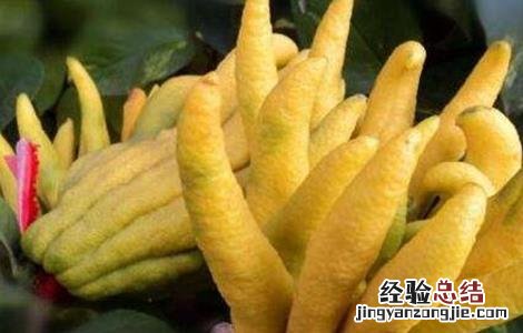 佛手哪个品种好 佛手有哪些优良品种