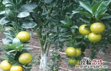 皇帝柑的种植方法