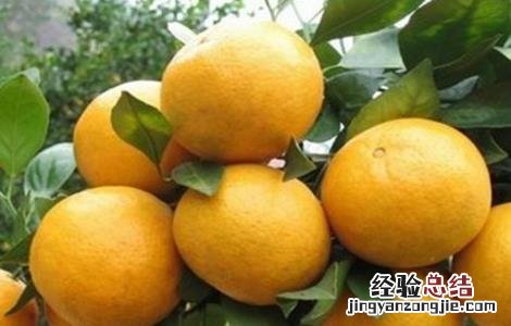 皇帝柑的种植方法