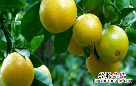 皇帝柑的种植方法