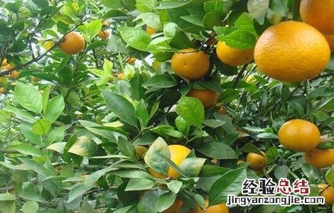皇帝柑的种植方法