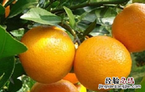 皇帝柑的种植方法