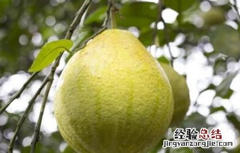 如何提高沙田柚的产量 沙田柚亩产量