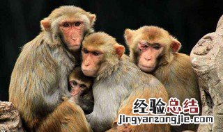 序齿排班什么意思 拱伏无违什么意思序齿排班什么意思