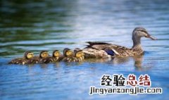 红烧黄鸭叫怎么做好吃 红焖黄鸭叫的做法