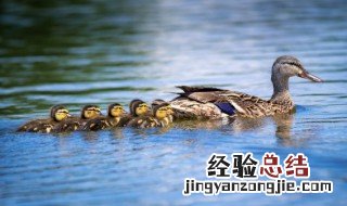 红烧黄鸭叫怎么做好吃 红焖黄鸭叫的做法