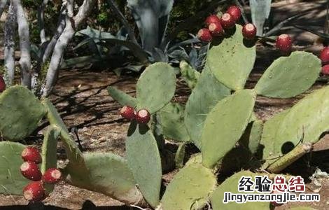 仙人掌果的种植方法和技术 仙人掌果的种植方法