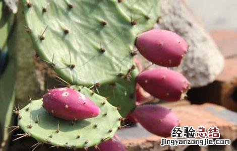 仙人掌果的种植方法和技术 仙人掌果的种植方法