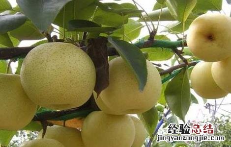 雪梨种植的注意事项和禁忌 雪梨种植的注意事项