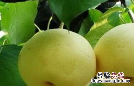 雪梨种植的注意事项和禁忌 雪梨种植的注意事项