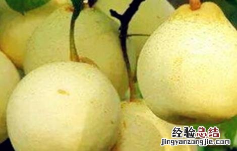 雪梨种植的注意事项和禁忌 雪梨种植的注意事项