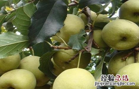 雪梨种植的注意事项和禁忌 雪梨种植的注意事项