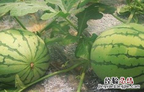 西瓜种植方法与时间 西瓜种植方法