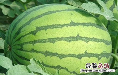 西瓜种植方法与时间 西瓜种植方法