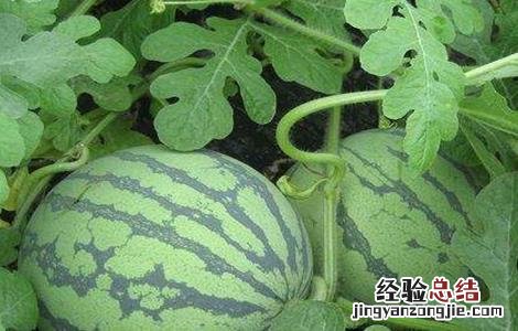 西瓜种植方法与时间 西瓜种植方法