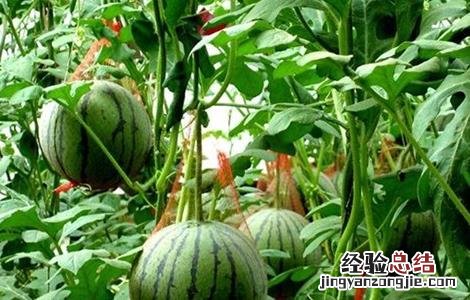 西瓜种植方法与时间 西瓜种植方法