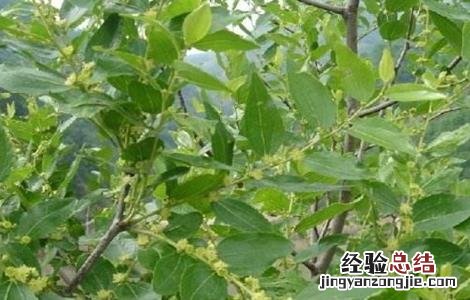 酸枣种植方法和注意事项 酸枣的种植方法