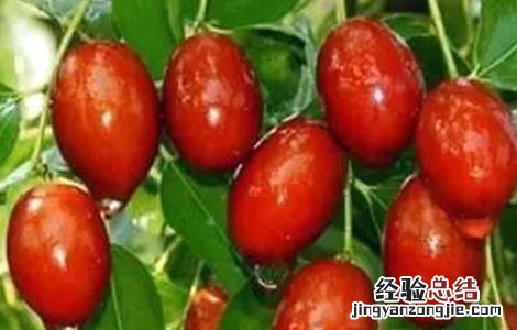 酸枣种植方法和注意事项 酸枣的种植方法