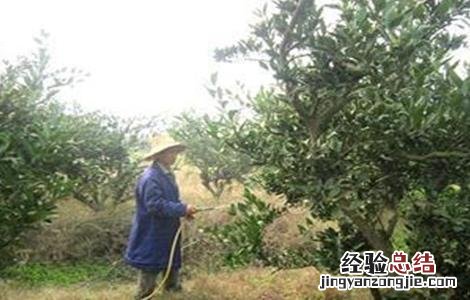 柑橘树修剪原因 柑橘树修剪原因分析