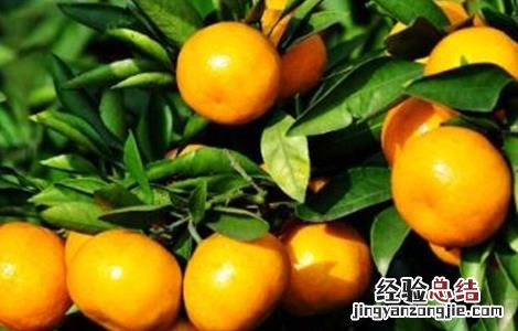 柑橘树修剪原因 柑橘树修剪原因分析