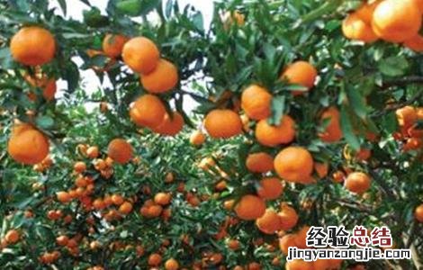 柑橘树修剪原因 柑橘树修剪原因分析