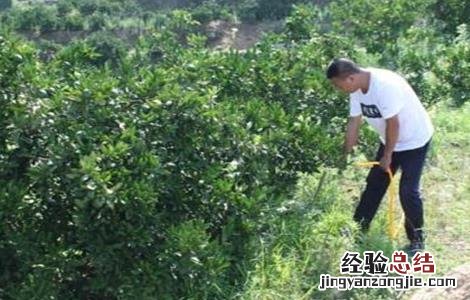 柑橘树修剪原因 柑橘树修剪原因分析