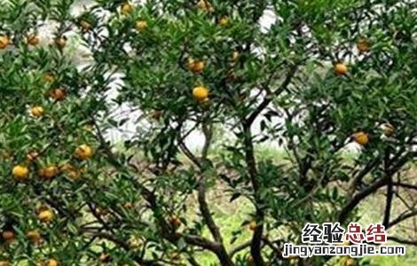 柑橘树修剪技术图片 柑橘树修剪技术