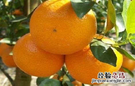 柑橘树修剪技术图片 柑橘树修剪技术