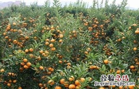 柑橘树修剪技术图片 柑橘树修剪技术