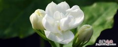茉莉花是哪个城市的市花 茉莉花发源于哪个城市