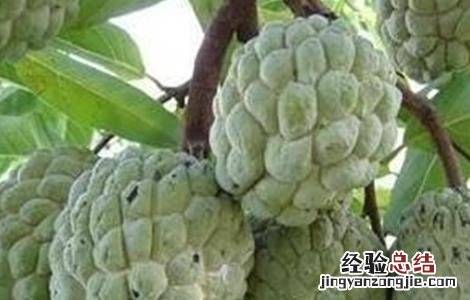 释迦果的生长环境 释迦果的生长环境和特点