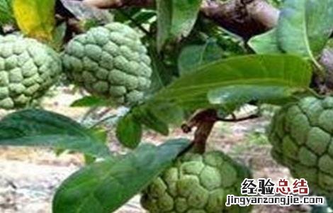 释迦果的生长环境 释迦果的生长环境和特点