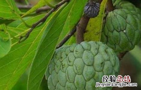 释迦果的生长环境 释迦果的生长环境和特点