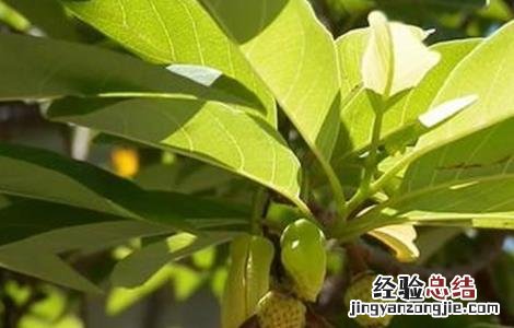 释迦果的生长环境 释迦果的生长环境和特点