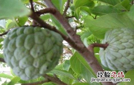 释迦果的生长环境 释迦果的生长环境和特点