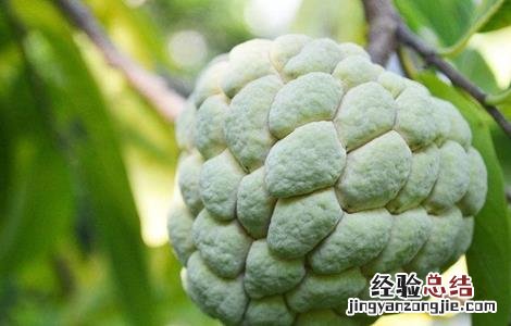 释迦果高产栽培技术 释迦果的高产管理要点
