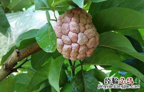 释迦果高产栽培技术 释迦果的高产管理要点